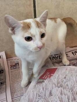 Rescue Domestic Short Hair Cats for Adoption in Rossville, Tennessee - Muse | PetCurious
