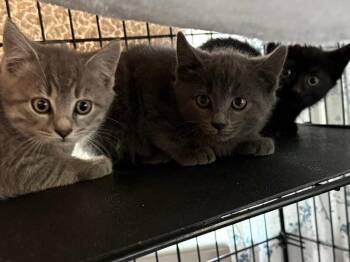 Hazel -  Domestic Short Hair Cat for Adoption - Hazel | PetCurious