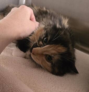 Domestic Short Hair and Domestic Long Hair Cats Available for Adoption in Dickson, Tennessee - Cora | PetCurious