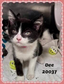 DEE -  Domestic Short Hair and Tuxedo Cat for Adoption in Marietta, Georgia - DEE | PetCurious