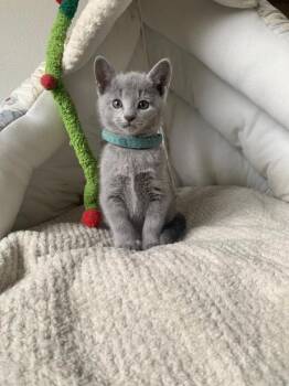 Rescue Russian Blue Cats for Adoption in Los Angeles, California - Teddy | PetCurious