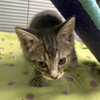 Bluebell (26-5141) -  Domestic Short Hair Cat for Adoption in Fort Smith, Arkansas - Bluebell (26-5141) | PetCurious