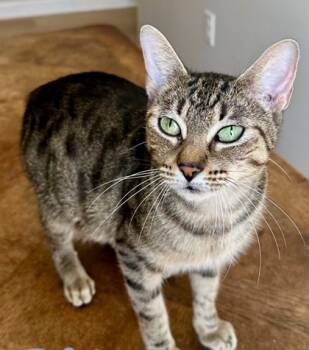 Rescue Domestic Short Hair Cats for Adoption in Morristown, New Jersey - Tabi The Tabby | PetCurious