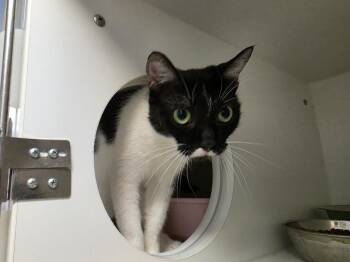 Boba -  Domestic Short Hair Cat for Adoption in Bossier City, Louisiana - Boba | PetCurious