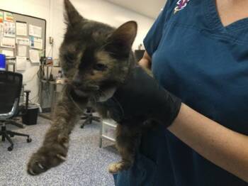 A1926138 -  Domestic Short Hair Cat for Adoption in Thousand Palms, California - A1926138 | PetCurious