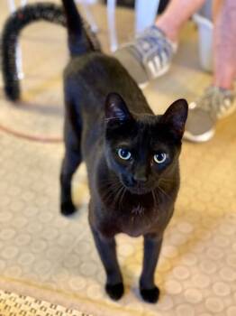 Mary -  Domestic Short Hair Cat for Adoption in Phoenix, Arizona - Mary | PetCurious