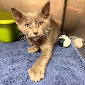 BIG MAC -  Domestic Short Hair Cat for Adoption in Corydon, Indiana - BIG MAC | PetCurious