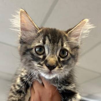 Apollo -  Domestic Medium Hair Cat for Adoption in Goleta, California - Apollo | PetCurious