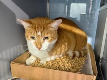 Domestic Short Hair Cats Available for Adoption - Tibbs | PetCurious