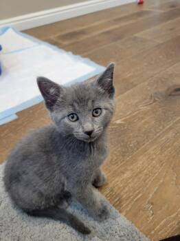 Domestic Short Hair Cats Available for Adoption in Hurricane, Utah - Storm | PetCurious