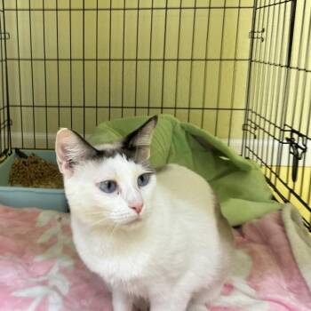 Justine -  Snowshoe Cat for Adoption in Midland, Texas - Justine | PetCurious
