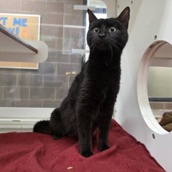 Domestic Short Hair Cats Available for Adoption in Cheyenne, Wyoming - Olive | PetCurious