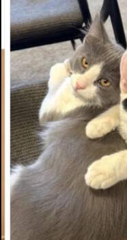 Domestic Medium Hair Cats Available for Adoption - Spooky | PetCurious