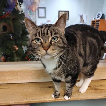 Domestic Short Hair Cats Available for Adoption in Driggs, Idaho - Cleo | PetCurious