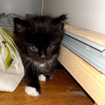 Domestic Medium Hair Cats Available for Adoption in Long Beach, California - Margo | PetCurious