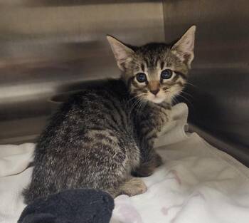 Kitty -  Domestic Short Hair Cat for Adoption in Great Bend, Kansas - Kitty | PetCurious