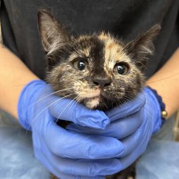 Isabella -  Domestic Short Hair Cat for Adoption in Lynchburg, Virginia - Isabella | PetCurious