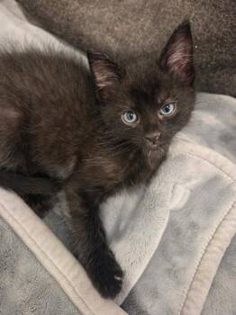 Duckie -  Domestic Short Hair Cat for Adoption in Salt Lake City, Utah - Duckie | PetCurious