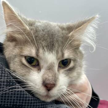 Polo -  Domestic Medium Hair Cat for Adoption in Fairmont, West Virginia - Polo | PetCurious
