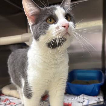 Domestic Short Hair Cats Available for Adoption in Springfield, Illinois - Ross | PetCurious