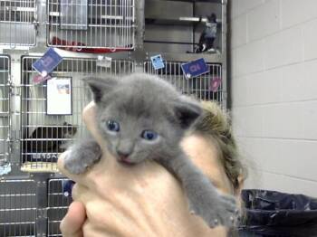 A185493 -  Domestic Short Hair Cat for Adoption in Pasadena, Texas - A185493 | PetCurious