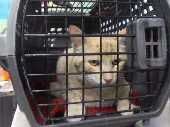 PICKY -  Domestic Short Hair Cat for Adoption in Omaha, Nebraska - PICKY | PetCurious