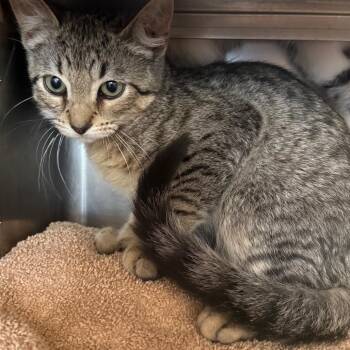 Bello -  Domestic Short Hair Cat for Adoption in Chicago, Illinois - Bello | PetCurious
