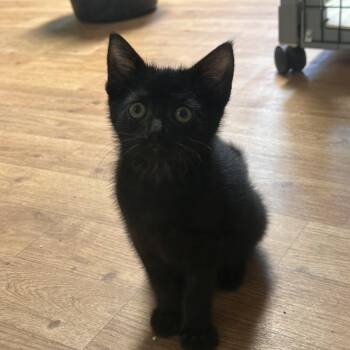 Clawdette -  Domestic Short Hair Cat for Adoption in Littleton, New Hampshire - Clawdette | PetCurious