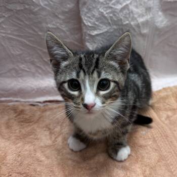 Rescue Domestic Short Hair Cats for Adoption in Trenton, New Jersey - Ciabatta | PetCurious
