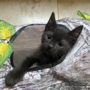 Domestic Short Hair Cats Available for Adoption - Clover | PetCurious