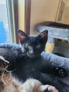Nitro -  Domestic Short Hair Cat for Adoption in Minneapolis, Minnesota - Nitro | PetCurious