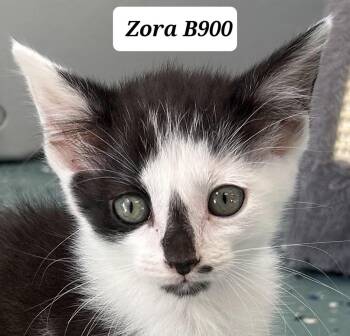 Domestic Short Hair Cats Available for Adoption in Morganton, North Carolina - Zora | PetCurious