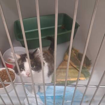 Lynx -  Domestic Medium Hair Cat for Adoption in Spokane, Washington - Lynx | PetCurious