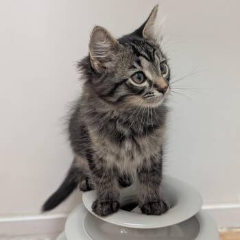 Spiderman -  Domestic Medium Hair Cat for Adoption in St. Augustine, Florida - Spiderman | PetCurious