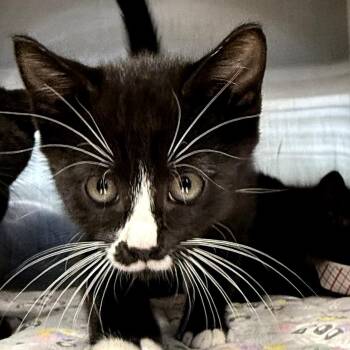 Meiji -  Domestic Medium Hair Cat for Adoption in Belfair, Washington - Meiji | PetCurious