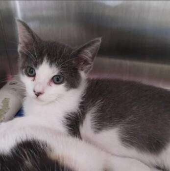 SAM -  Domestic Short Hair Cat for Adoption in Alameda, California - SAM | PetCurious