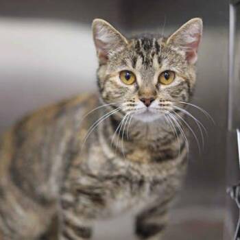 LoLo -  Domestic Short Hair Cat for Adoption in Atlanta, Georgia - LoLo | PetCurious