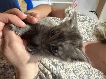 Bashful -  Domestic Medium Hair Cat for Adoption in Courtenay, British Columbia - Bashful | PetCurious