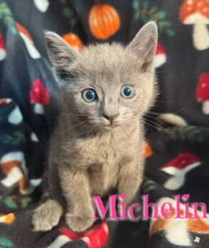 Rescue Tabby and Domestic Short Hair Cats for Adoption in Pleasanton, Texas - Michelin | PetCurious