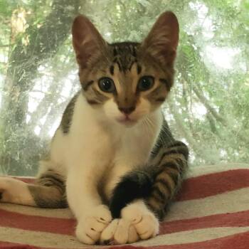 Helena -  Domestic Short Hair Cat for Adoption in Salt Point, New York - Helena | PetCurious