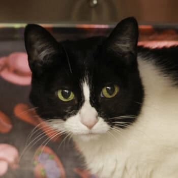 Rescue Domestic Short Hair Cats for Adoption in Madison, Wisconsin - Mavis | PetCurious