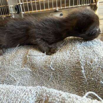 Domestic Short Hair Cats Available for Adoption in Edinburg, Texas - Georgie | PetCurious