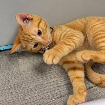 Rafiki -  Domestic Short Hair Cat for Adoption in Mocksville, North Carolina - Rafiki | PetCurious