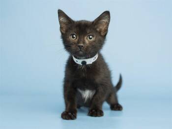 Domestic Short Hair Cats Available for Adoption in Phoenix, Arizona - TAROT | PetCurious