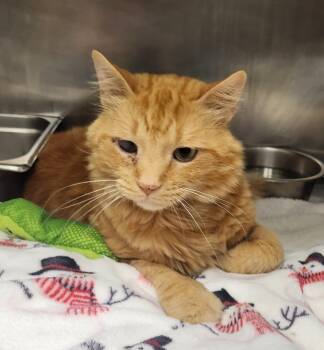 Charizard -  Domestic Medium Hair Cat for Adoption in Clayton, New Jersey - Charizard | PetCurious