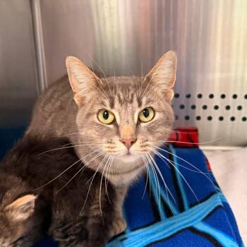 Lainey -  Domestic Short Hair Cat for Adoption in Indianapolis, Indiana - Lainey | PetCurious