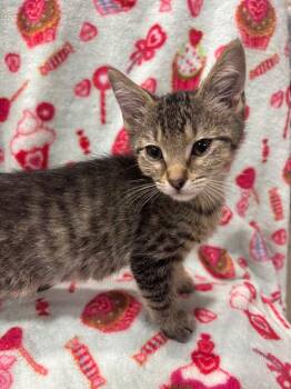 Domestic Short Hair Cats Available for Adoption in Corpus Christi, Texas - Juggle | PetCurious