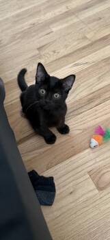 ALVIN -  Domestic Short Hair Cat for Adoption in Broomfield, Colorado - ALVIN | PetCurious