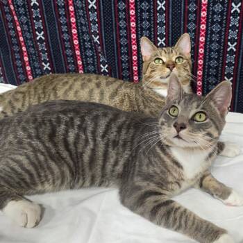 Goose -  Domestic Short Hair Cat for Adoption in Granville, Ohio - Goose | PetCurious