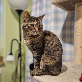 Domestic Short Hair Cats Available for Adoption in Las Vegas, Nevada - Marley | PetCurious